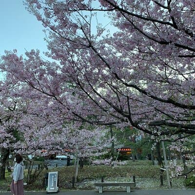 Private Tokyo Cherry Blossom Tour – Custom Sakura Viewing Spots 3