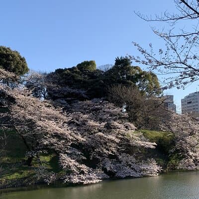 Private Tokyo Cherry Blossom Tour – Custom Sakura Viewing Spots