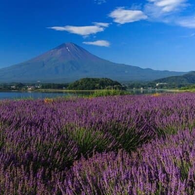 Private Mt Fuji Tour with English Speaking Driver 4