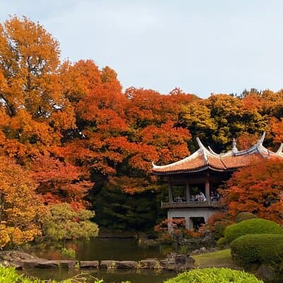 Discover the History of Shinjuku Gyoen – Private Walking Tour