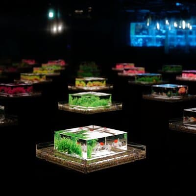 Art Aquarium Museum Ginza Admission Ticket 3