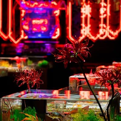 Art Aquarium Museum Ginza Admission Ticket 2