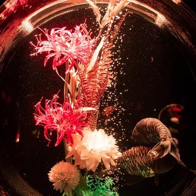 Art Aquarium Museum Ginza Admission Ticket