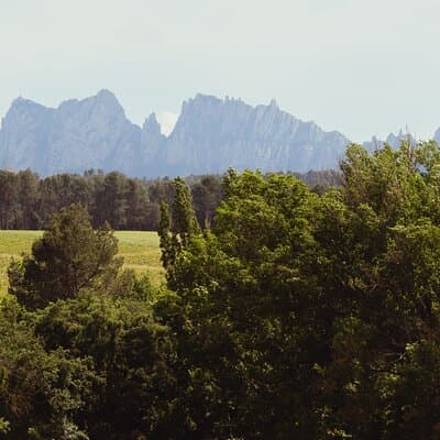 Montserrat & Boutique Winery with Catalan Brunch | Private Tour 5