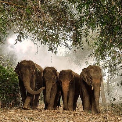 Ethical Elephant Sanctuary Experience with Hotel Pickup