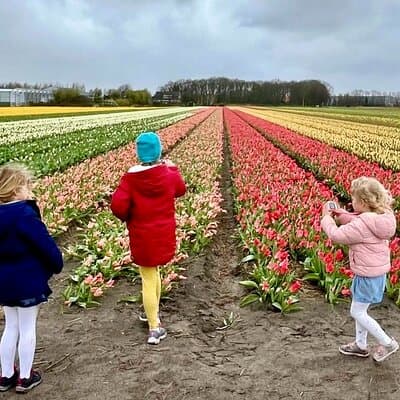 Amsterdam Private Tour to Keukenhof, Tulip Fields and Windmills 2
