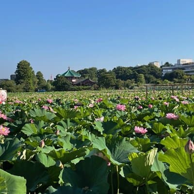 Tokyo: Private Ueno Highlights & Local Gem Walking Tour 4