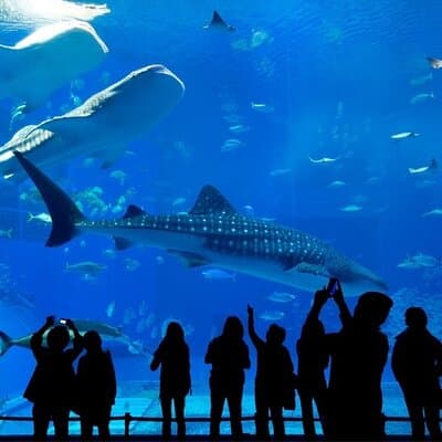 Dubai Aquarium and Underwater Zoo with Penguin Cove Tickets 2