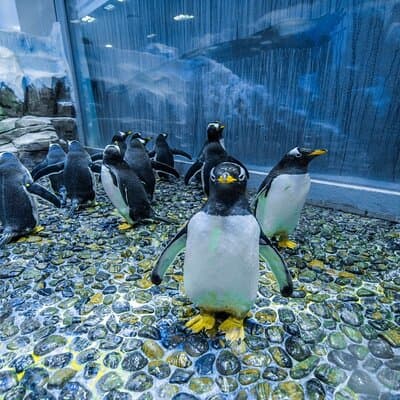 Dubai Aquarium and Underwater Zoo with Penguin Cove Tickets 4