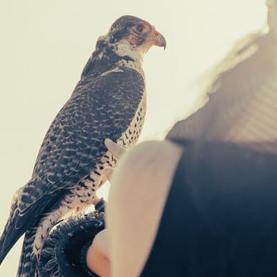 Dubai Red Dunes Safari with Dune Bashing, Camel Ride, BBQ Dinner 3