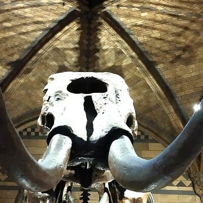 Londons Natural History Museum 3
