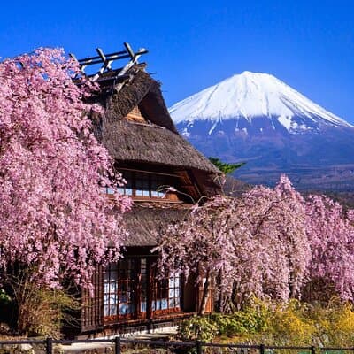 Mount Fuji Private Custom Tour with Local English Speaking Guide 4