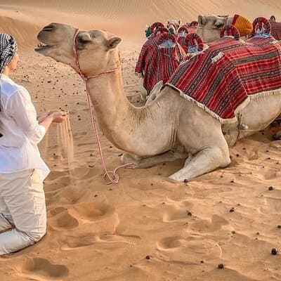 Dubai Morning Safari Tour, Camel, Falcon & Sand Boarding