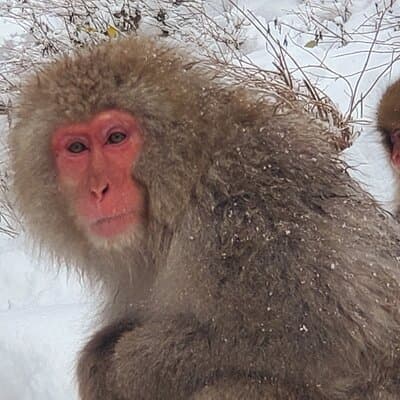 Snow Monkey Park & Zenkoji Private Tour (Customizable)