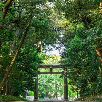 Tokyo Pop Culture & Tradition Tour: Meiji Shrine to Harajuku