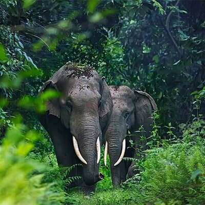 Ethical Elephant Sanctuary Experience with Hotel Pickup 5