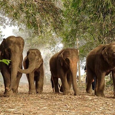 Ethical Elephant Sanctuary Experience with Hotel Pickup 4