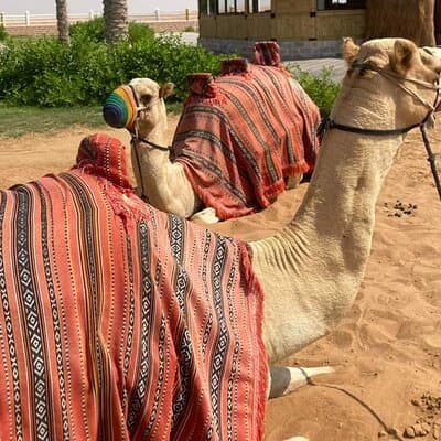 "Vip Desert Safari Dubai With BBQ Dinner Camel Ride live shows " 4
