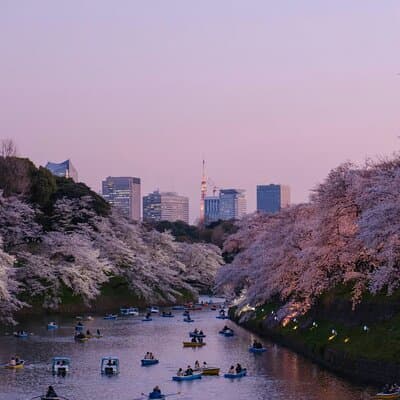 Sakura Walk Along Chidorigafuchi Cherry Blossom Viewing in Tokyo