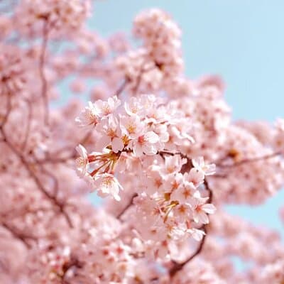 Sakura Walk Along Chidorigafuchi Cherry Blossom Viewing in Tokyo 2