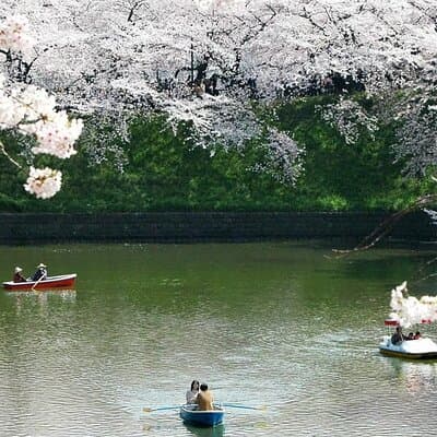 Sakura Walk Along Chidorigafuchi Cherry Blossom Viewing in Tokyo 3