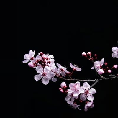 Sakura Walk Along Chidorigafuchi Cherry Blossom Viewing in Tokyo 5