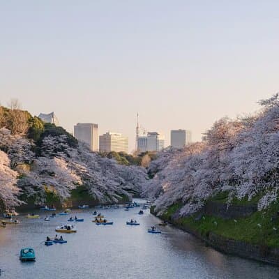 Sakura Walk Along Chidorigafuchi Cherry Blossom Viewing in Tokyo 4
