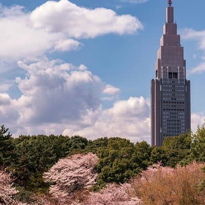 Tokyo Shinjuku Gyoen Cherry Blossom Walking Tour