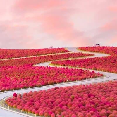 From Tokyo Adachi Night Wisteria & Ibaraki Pink Flowers Day Tour 2