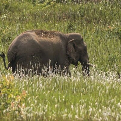 Khao Yai National Park Full-Day From Bangkok - Including Ticket 3