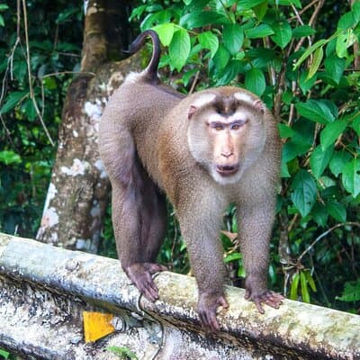 Khao Yai National Park Full-Day From Bangkok - Including Ticket 5
