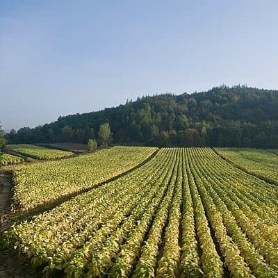 Wine tasting in Roman Countryside: 3-hour tour from Rome 4