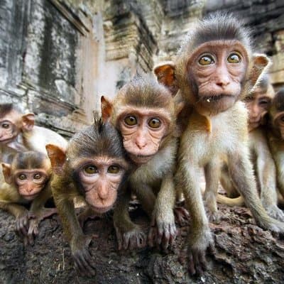 Private tour to Ayutthaya and Lopburi Monkey Temple (from Bangkok)