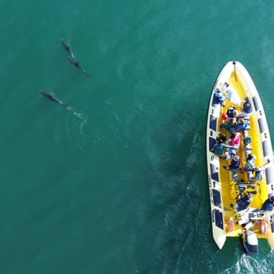 Lisbon Dolphin Watching Ocean Safari 5