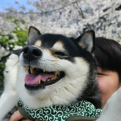 Tokyo Private Cherry Blossom Tour with a Shiba Inu & Shrine Walk 4