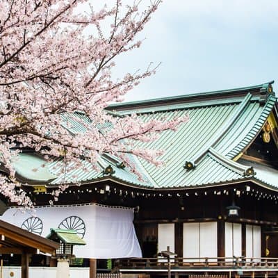 Tokyo Private Cherry Blossom Tour with a Shiba Inu & Shrine Walk 2