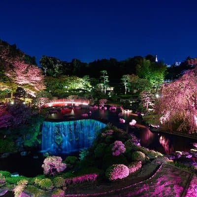 Tokyo Cherry Blossom Night Tour – Private Yozakura Experience 4