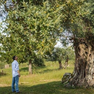 Historical Evora PRIVATE Full Day Tour | Cork, Wine and Olive Oil 2