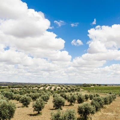 Historical Evora PRIVATE Full Day Tour | Cork, Wine and Olive Oil 4