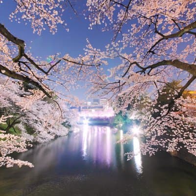Tokyo Cherry Blossom Night Tour – Private Yozakura Experience