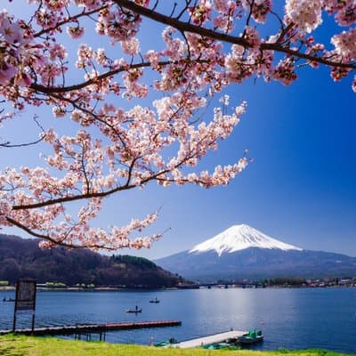 From Tokyo: Mt. Fuji 6 Attractions: Lake Kawaguchi, Oshino Hakkai 4
