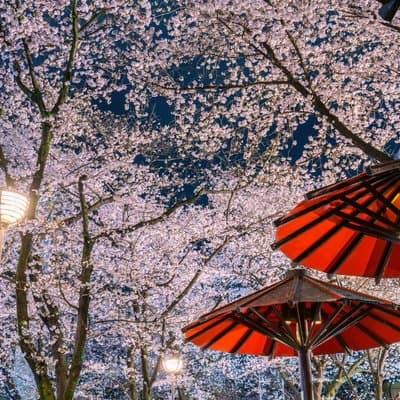 Tokyo Cherry Blossom Night Tour – Private Yozakura Experience 3