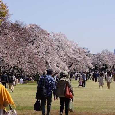 Tokyo Shinjuku Gyoen Cherry Blossom Walking Tour 4