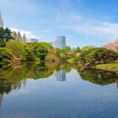 Tokyo Shinjuku Gyoen Cherry Blossom Walking Tour 5