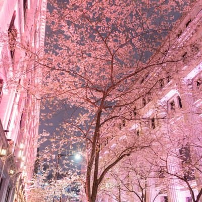 Tokyo Cherry Blossom Night Tour – Private Yozakura Experience 2