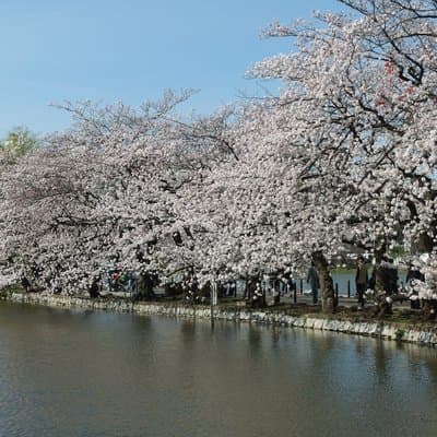 Ueno Park and Ameyoko Street Food Market Half Day Walking Tour 3
