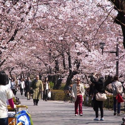 Ueno Park and Ameyoko Street Food Market Half Day Walking Tour 2