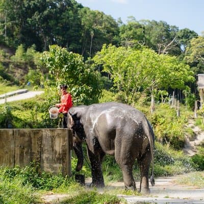 Elephant Sanctuary Small Group Tour in Phuket