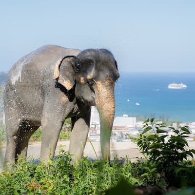 Elephant Sanctuary Small Group Tour in Phuket 3