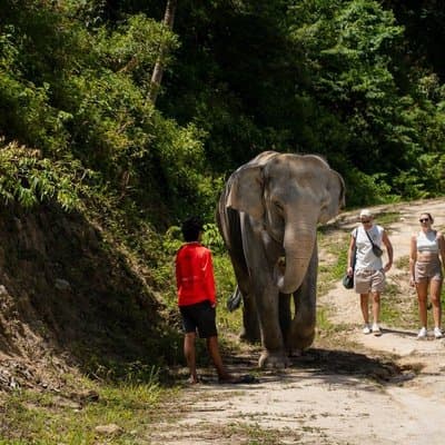 Elephant Sanctuary Small Group Tour in Phuket 4
